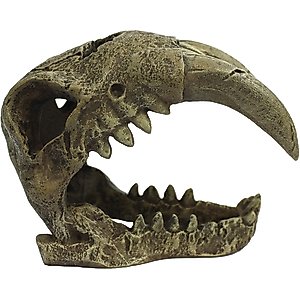 Komodo Large Saber Tooth Skull, Medium