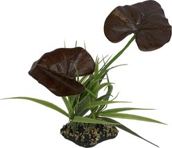 Komodo Rainforest Canopy Terrarium Plant