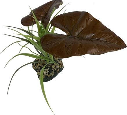 Show full view: Komodo Rainforest Canopy Terrarium Plant slide 2 of 4