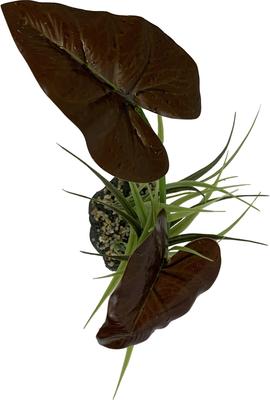 Show full view: Komodo Rainforest Canopy Terrarium Plant slide 3 of 4