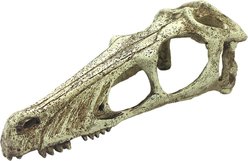 Komodo Raptor Skull, Large slide 2 of 4