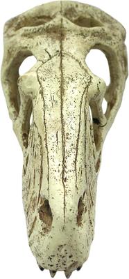 Show full view: Komodo Raptor Skull, Large slide 3 of 5