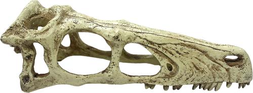 Show full view: Komodo Raptor Skull, Large slide 4 of 5