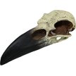 Show in main carousel: Komodo Raven Skull Aquarium Ornament, 6-in slide 1 of 4
