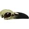Show in main carousel: Komodo Raven Skull Aquarium Ornament, 6-in slide 2 of 4