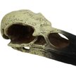 Show in main carousel: Komodo Raven Skull Aquarium Ornament, 6-in slide 4 of 4