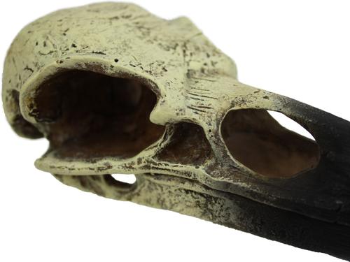 Show full view: Komodo Raven Skull Aquarium Ornament, 6-in slide 4 of 4