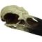 Show in main carousel: Komodo Raven Skull Aquarium Ornament, 8-in slide 4 of 5