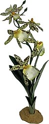 Komodo Spider Orchid Terrarium Plant