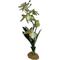 Show in main carousel: Komodo Spider Orchid Terrarium Plant slide 1 of 4