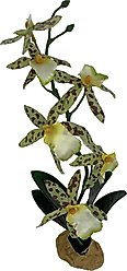Komodo Spider Orchid Terrarium Plant slide 2 of 4