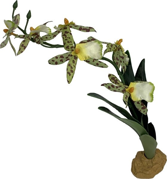 Komodo Spider Orchid Terrarium Plant
