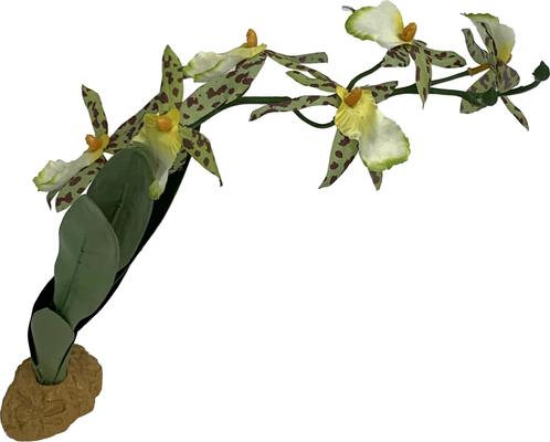 Show full view: Komodo Spider Orchid Terrarium Plant slide 4 of 4