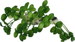 Komodo Sprouts Aquarium Plant, 5-in slide 2 of 4