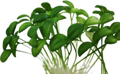 Show full view: Komodo Sprouts Aquarium Plant, 5-in slide 4 of 5