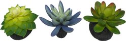 Komodo Succulent Aquarium Plant, 3-in, 3 count, Bue & Green