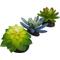 Show in main carousel: Komodo Succulent Aquarium Plant, 3-in, 3 count, Bue & Green slide 2 of 7