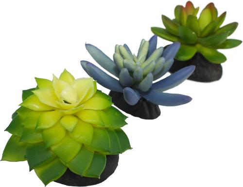 Show full view: Komodo Succulent Aquarium Plant, 3-in, 3 count, Bue & Green slide 2 of 7