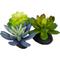 Show in main carousel: Komodo Succulent Aquarium Plant, 3-in, 3 count, Bue & Green slide 3 of 7