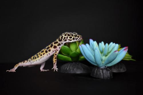 Show full view: Komodo Succulent Aquarium Plant, 3-in, 3 count, Bue & Green slide 5 of 7