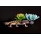 Show in main carousel: Komodo Succulent Aquarium Plant, 3-in, 3 count, Bue & Green slide 6 of 7