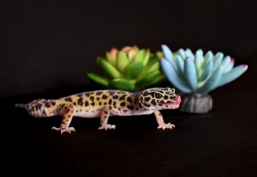 Show full view: Komodo Succulent Aquarium Plant, 3-in, 3 count, Bue & Green slide 6 of 7