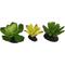 Show in main carousel: Komodo Succulent Aquarium Plant, 3-in, 3 count, Yellow & Green slide 1 of 5