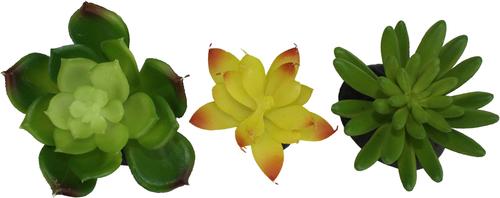 Show full view: Komodo Succulent Aquarium Plant, 3-in, 3 count, Yellow & Green slide 2 of 5