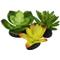 Show in main carousel: Komodo Succulent Aquarium Plant, 3-in, 3 count, Yellow & Green slide 3 of 5