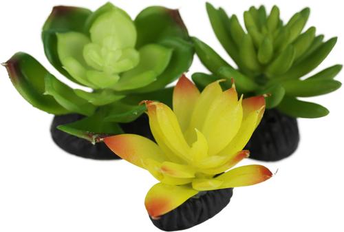 Show full view: Komodo Succulent Aquarium Plant, 3-in, 3 count, Yellow & Green slide 3 of 5