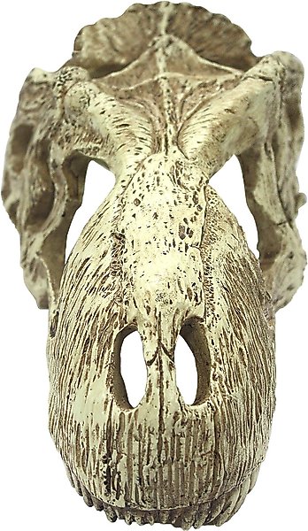 Show full view: Komodo T-Rex Skull, Large slide 3 of 5