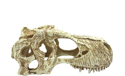 Show full view: Komodo T-Rex Skull, Large slide 4 of 5