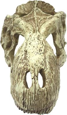 Show full view: Komodo T-Rex Skull, X-Large slide 3 of 5