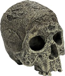 Komodo Textured Human Skull, Medium