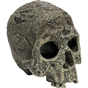 Komodo Full Human Skull, Medium