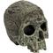 Show in main carousel: Komodo Textured Human Skull, Medium slide 1 of 1