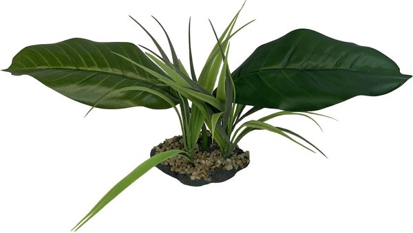 Show full view: Komodo Woodland Canopy Terrarium Plant slide 1 of 5