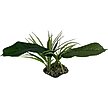 Show in main carousel: Komodo Woodland Canopy Terrarium Plant slide 2 of 5