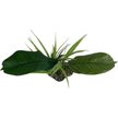 Show in main carousel: Komodo Woodland Canopy Terrarium Plant slide 3 of 5