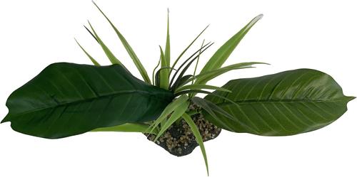 Show full view: Komodo Woodland Canopy Terrarium Plant slide 3 of 5