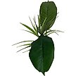 Show in main carousel: Komodo Woodland Canopy Terrarium Plant slide 4 of 5