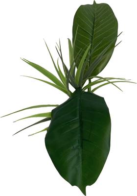 Show full view: Komodo Woodland Canopy Terrarium Plant slide 4 of 5