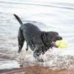 Show in main carousel: KONG AirDog Football Dog Toy, Large slide 3 of 9