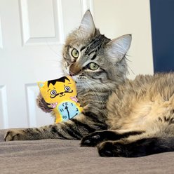 KONG Artz Dali Van Gogh Plush Cat Toy, Assorted, 2 count slide 2 of 4