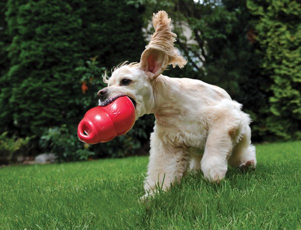 Show full view: KONG Bounzer Dog Toy, Medium slide 2 of 8