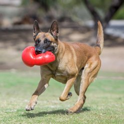 KONG Bounzer Dog Toy, X-Large slide 2 of 5