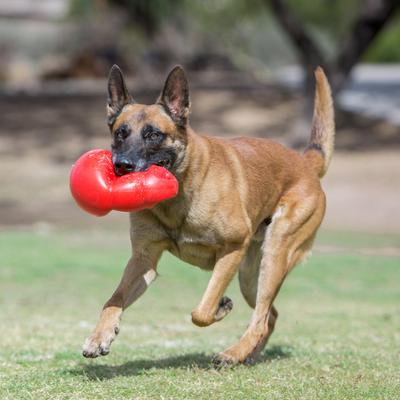 Show full view: KONG Bounzer Dog Toy, X-Large slide 2 of 8