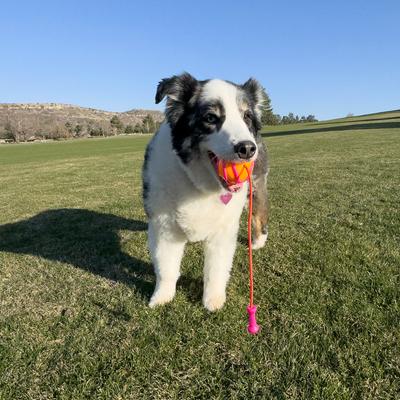 Show full view: KONG Bunji High-Viz Ball Dog Toy, Assorted, Medium slide 4 of 5