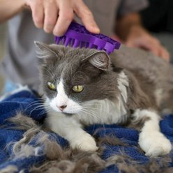 KONG Cat ZoomGroom Multi-Use Brush slide 2 of 4
