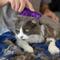 Show in main carousel: KONG Cat ZoomGroom Multi-Use Brush slide 2 of 6